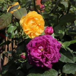 Julia Child And Ebb Tide⢠Two-fer® Rose Tree