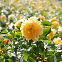 Julia Child Rose 9 Julia Child Rose -Garden Oasis Julia Child Rose 4