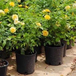 Julia Child Rose 11 Julia Child Rose -Garden Oasis Julia Child Rose 7