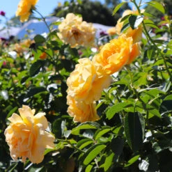 Julia Child Rose Tree -Garden Oasis Julia Child Rose Tree 8