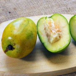 June Plum Tree -Garden Oasis June Plum 5