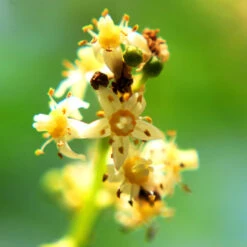 June Plum Tree -Garden Oasis June Plum 6