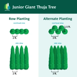 Junior Giant Thuja Tree -Garden Oasis JuniorGiantThujaTree