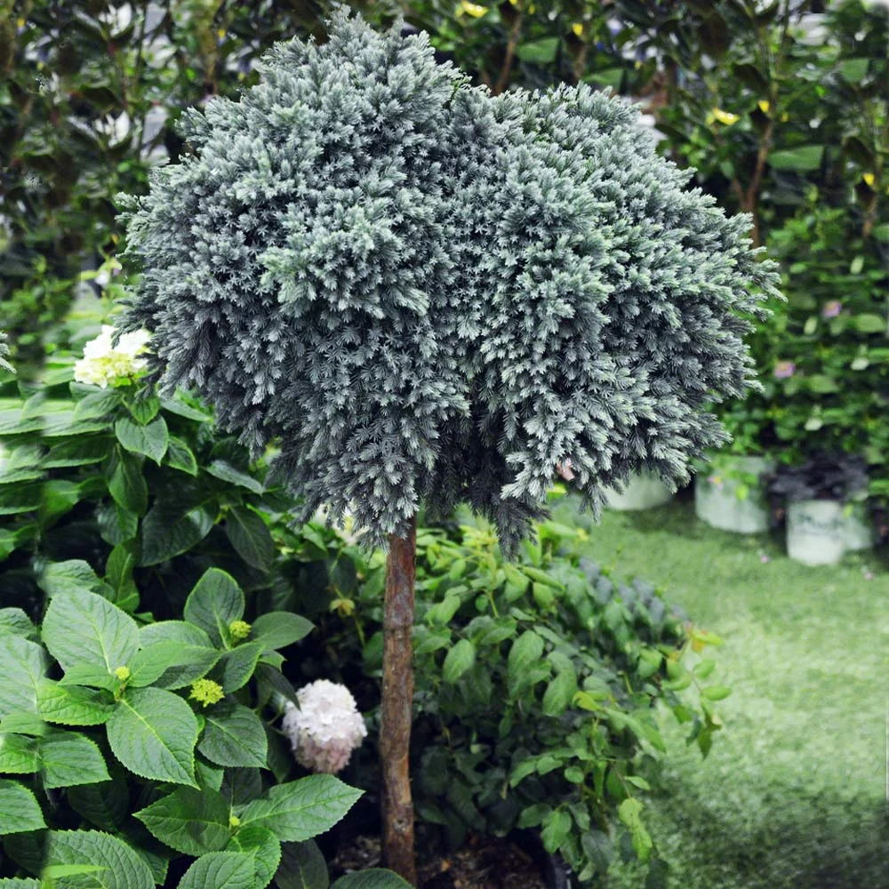 Blue Star Juniper Tree 2 Blue Star Juniper Tree - Image 2