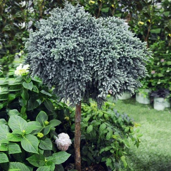 Blue Star Juniper Tree 1 Blue Star Juniper Tree