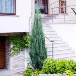 Skyrocket Junipers 8 Skyrocket Junipers -Garden Oasis Juniper Skyrocket 6 FGT