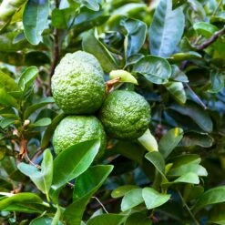 Kaffer 'Kieffer' Lime Tree -Garden Oasis Kaffir Lime 6