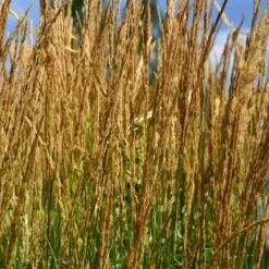 Karl Foerster Grass -Garden Oasis Karl Foerster Grass 2