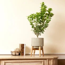 Meyer Lemon + Key Lime Bush Pack -Garden Oasis Key Lime Bush 4 e63a67f8 53df 467e af90 ae9e06436ddf