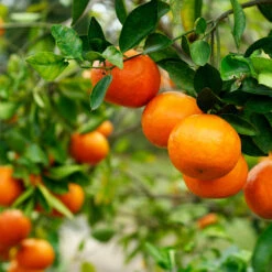 Kishu Mandarin Tree (Seedless) -Garden Oasis Kishu Mandarin Tree 4