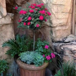Knock Out® Rose Tree 8 Knock Out® Rose Tree -Garden Oasis Knockout Rose Tree Red 1 FGT