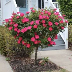Knock Out® Rose Tree 9 Knock Out® Rose Tree -Garden Oasis Knockout Rose Tree Red 2 FGT