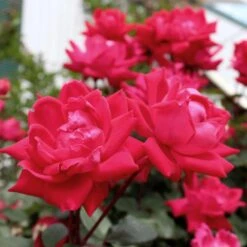 Knock Out® Rose Tree 10 Knock Out® Rose Tree -Garden Oasis Knockout Rose Tree Red 4 FGT