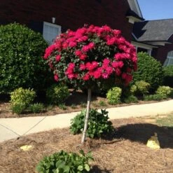 Knock Out® Rose Tree 11 Knock Out® Rose Tree -Garden Oasis Knockout Rose Tree Red FGT