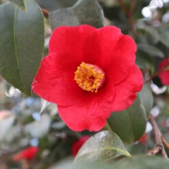 Korean Fire Camellia Shrub -Garden Oasis Korean Fire Camellia 3