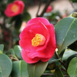 Korean Fire Camellia Shrub -Garden Oasis Korean Fire Camellia 5 FGT