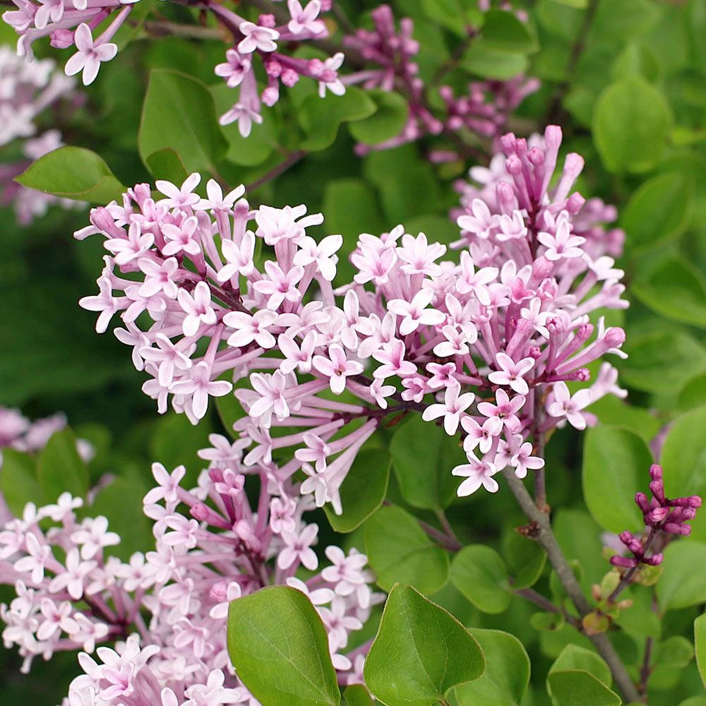 Dwarf Korean Lilac Shrub 3 Dwarf Korean Lilac Shrub - Image 3