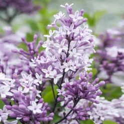 Dwarf Korean Lilac Tree -Garden Oasis Korean Lilac Tree 2 BB