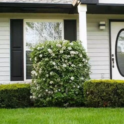 Korean Spice Viburnum Shrub 6 Korean Spice Viburnum Shrub -Garden Oasis Korean Spice Viburnum 1