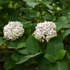 Korean Spice Viburnum Shrub 7 Korean Spice Viburnum Shrub -Garden Oasis Korean Spice Viburnum 3