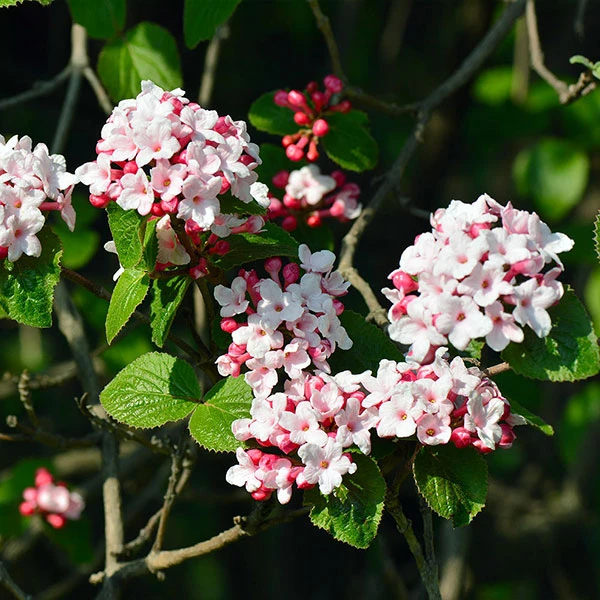 Korean Spice Viburnum Shrub 1 Korean Spice Viburnum Shrub