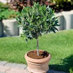 Koroneiki Greek Olive Tree - USDA Organic -Garden Oasis Koroneiki Olive 3 31e3ee23 25de 4799 af8c 810231e5263d