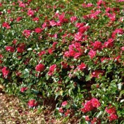 Kramers Camellia Shrub -Garden Oasis Kramers Camellia FGT 1