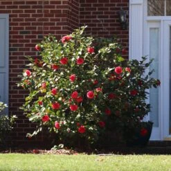 Kramers Camellia Shrub -Garden Oasis Kramers Camellia FGT 5