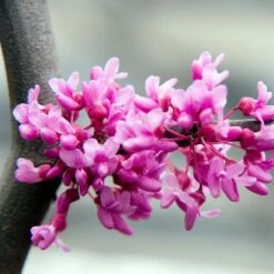 Lavender Twist® Weeping Redbud Tree -Garden Oasis LAVENDER TWIST THUMB 6e0b03e6 c145 40fa 9261 d759a9ab9546