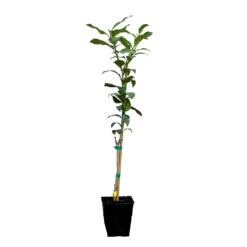 Key Lime Tree 15 Key Lime Tree -Garden Oasis LIM KEY 12 QT
