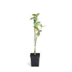 Persian 'Bearss' Lime Tree -Garden Oasis LIM PER 12 1QT