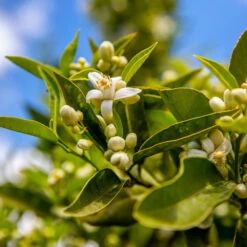 Lane Late Navel Orange 7 Lane Late Navel Orange -Garden Oasis Late Lane Orange 1