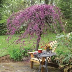 Lavender Twist® Weeping Redbud Tree 6 Lavender Twist® Weeping Redbud Tree -Garden Oasis Lavender Twist Redbud 1