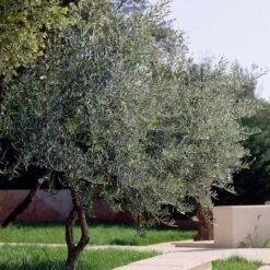 Lecciana Olive Tree -Garden Oasis Lecciana Olive Tree 3