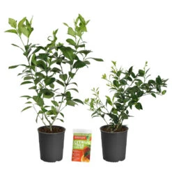 Meyer Lemon + Key Lime Bush Pack -Garden Oasis Lemon and LimeBushes 2
