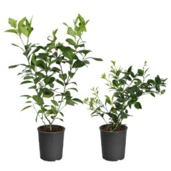 Meyer Lemon + Key Lime Bush Pack -Garden Oasis Lemon and LimeBushes 5ed8c5a7 14fa 4c58 93bb 9b06a0c16cba
