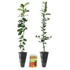 Meyer Lemon + Key Lime Tree Pack -Garden Oasis Lemon and LimeTrees2
