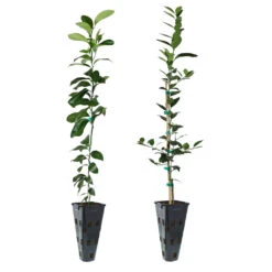 Meyer Lemon + Key Lime Tree Pack -Garden Oasis Lemon and LimeTrees 91ce8611 fcee 4431 8480 d36e7e121b7e