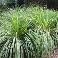 Lemon Grass Plant (Cymbopogon Citratus) -Garden Oasis Lemon Grass 4
