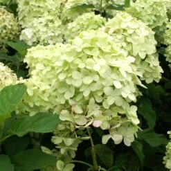 Limelight Hydrangea Shrub -Garden Oasis Limelight Hydrangea 2 FGT