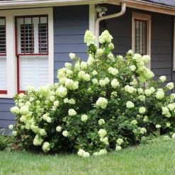 Limelight Hydrangea Shrub -Garden Oasis Limelight Hydrangea 4 FGT