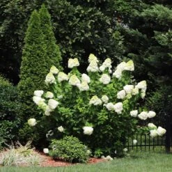 Limelight Hydrangea Shrub -Garden Oasis Limelight Hydrangea 5 FGT
