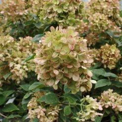 Limelight Hydrangea Tree -Garden Oasis Limelight Hydrangea Tree 5 FGT