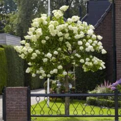 Limelight Hydrangea Tree -Garden Oasis Limelight Hydrangea Tree 6 FGT