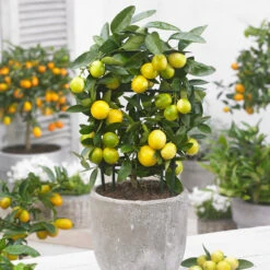 Front Page -Garden Oasis Limequat 3 FGT