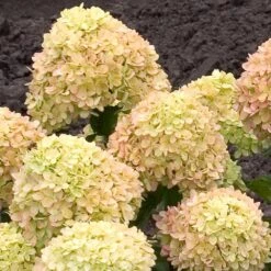 Little Lime® Hydrangea Shrub -Garden Oasis Little Lime Hydrangea 2 FGT