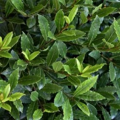Little Ragu® Sweet Bay Shrub 6 Little Ragu® Sweet Bay Shrub -Garden Oasis Little Ragu Sweet Bay 2