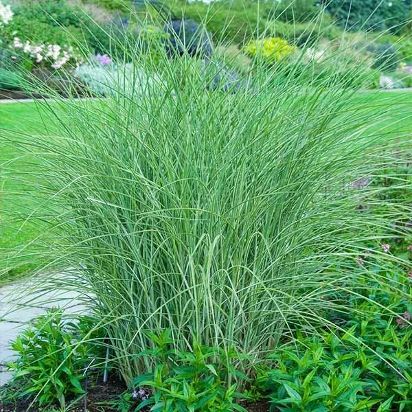 Little Kitten Maiden Grass 1 Little Kitten Maiden Grass