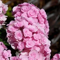 Love Hydrangea 5 Love Hydrangea -Garden Oasis Love Hydrangea 2 FGT