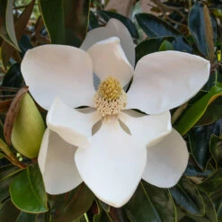 Little Gem Magnolia Tree -Garden Oasis Lttle Gem Magnolia 2 FGT